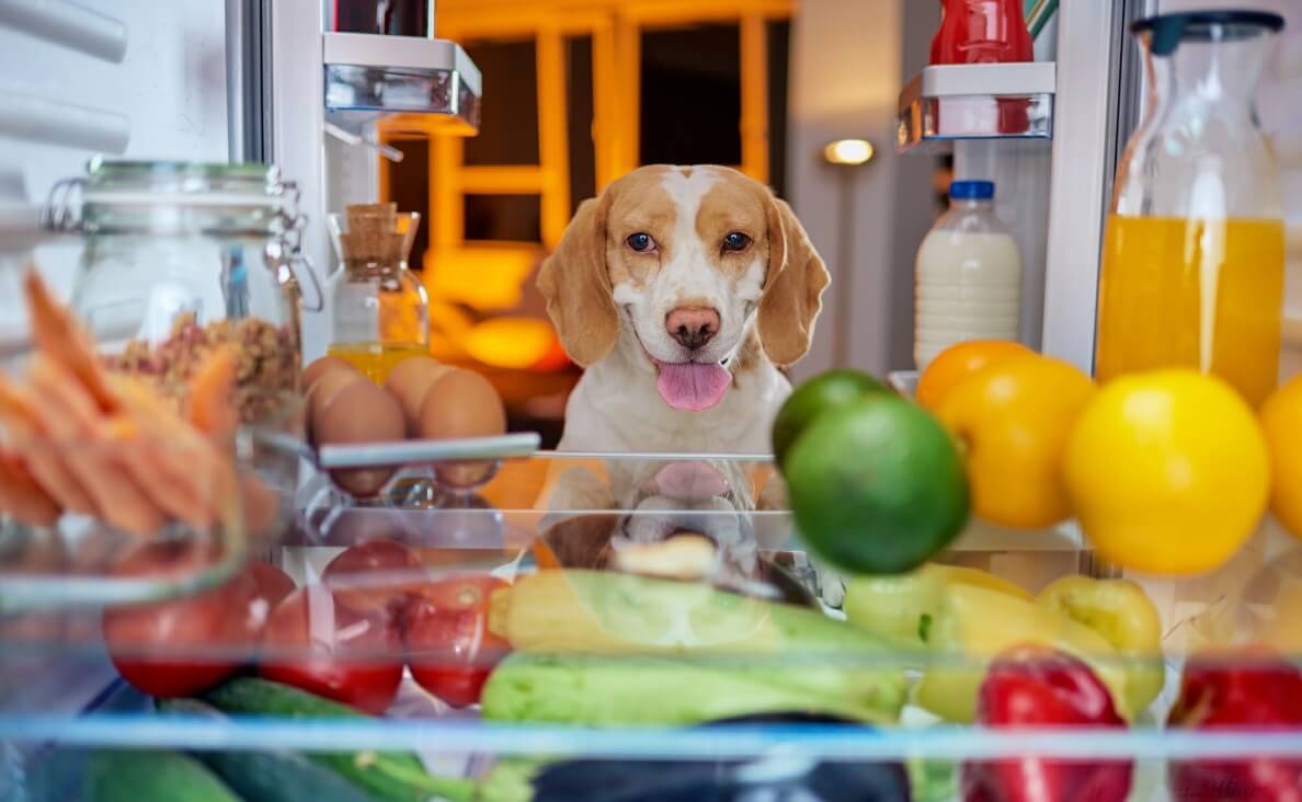 Homemade Dog Food - beagle looking into a refrigerator