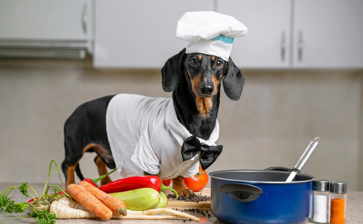 Homemade Dog Food - daschund chef with home cooking ingredients in kitchen