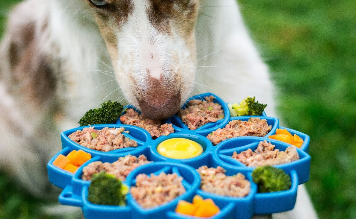 Homemade Dog Food - home cooking in flower design food bowl