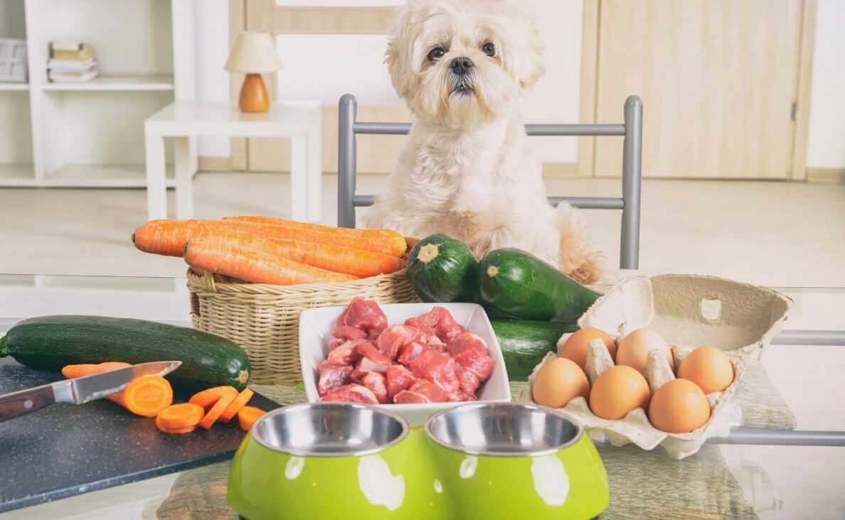 Homemade Dog Food - shih tzu in kitchen with home cooking ingredients