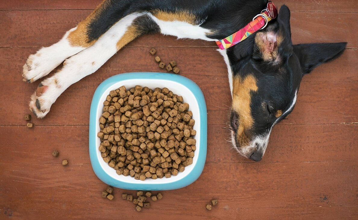 Switch Your Dogs Food - beagle laying down next to food bowl