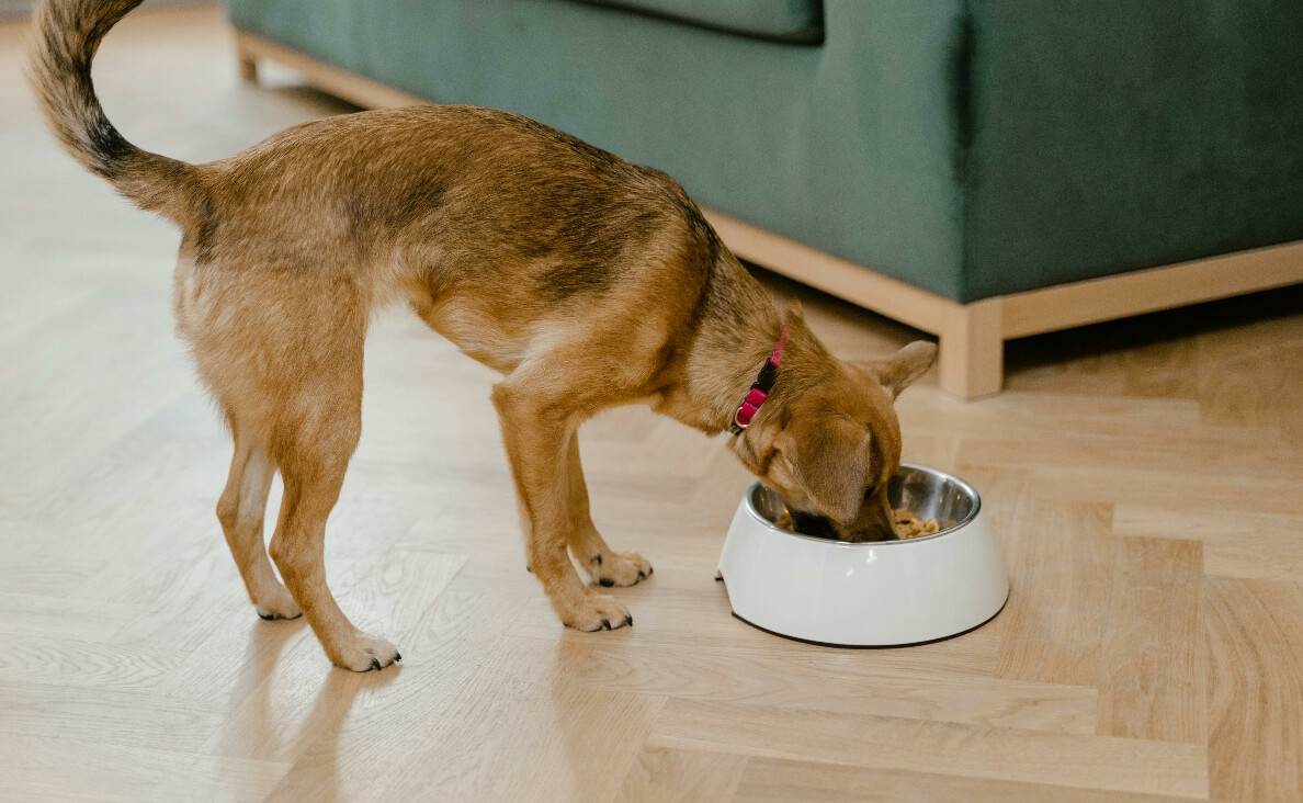 Switch Your Dogs Food - dog eating out of dog bowl