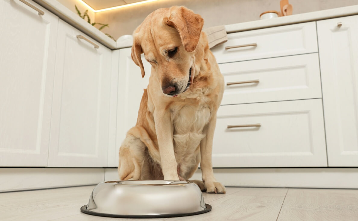 Switch Your Dogs Food - yellow lab staring at his bowl