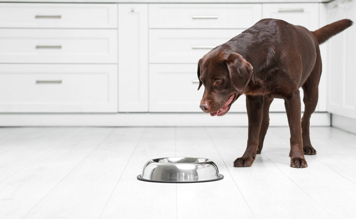 How to Safely Switch Your Dog’s Food Without Stomach Issues