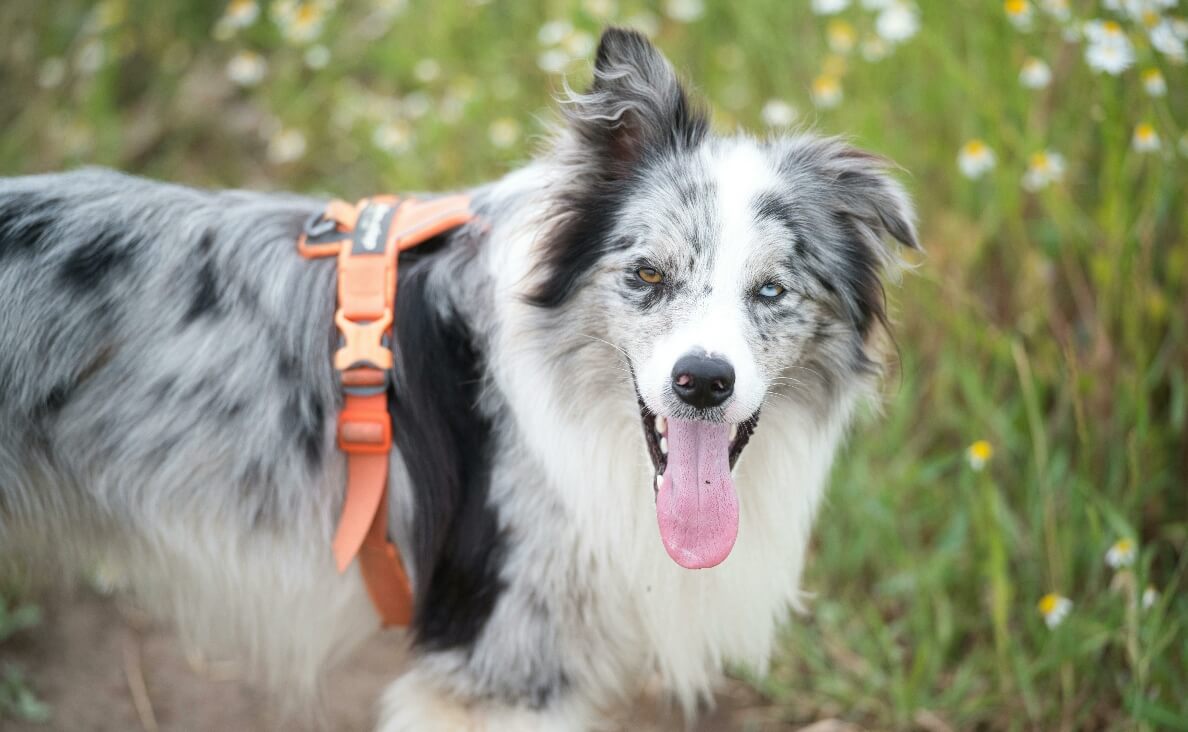 Why Is My Dog Panting So Much - Australian Shepherd