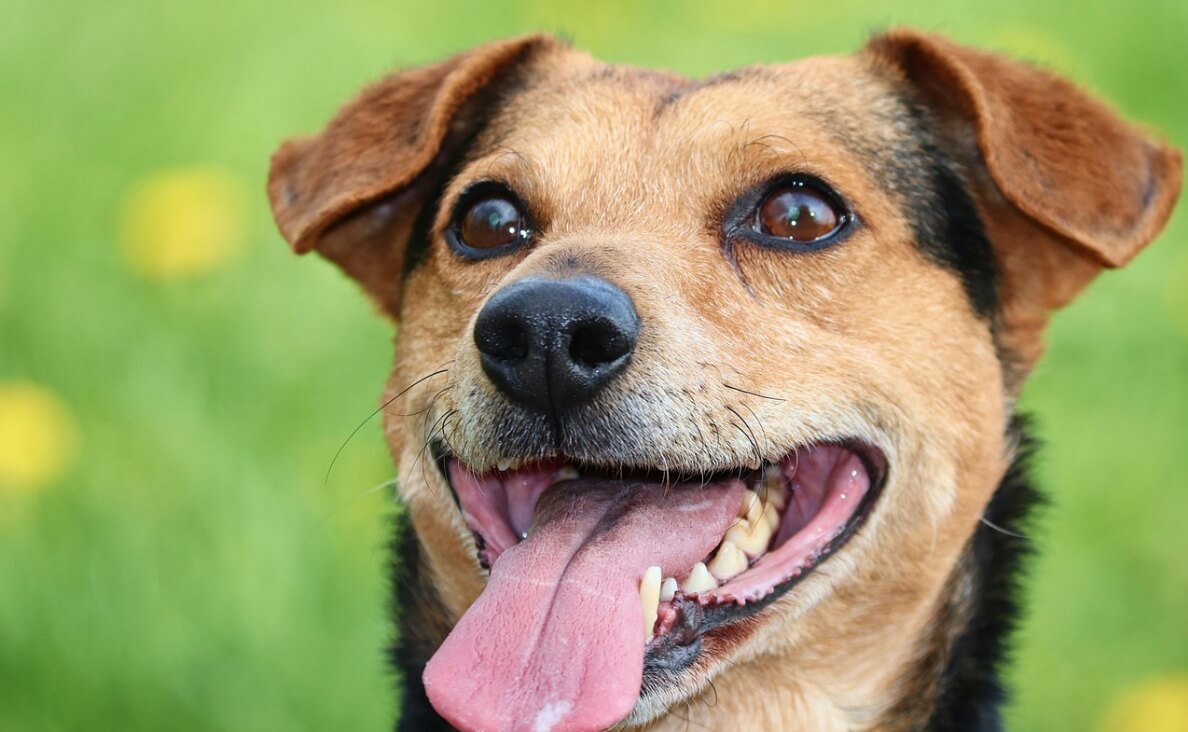 Why Is My Dog Panting So Much - Beagle Terrier Mix