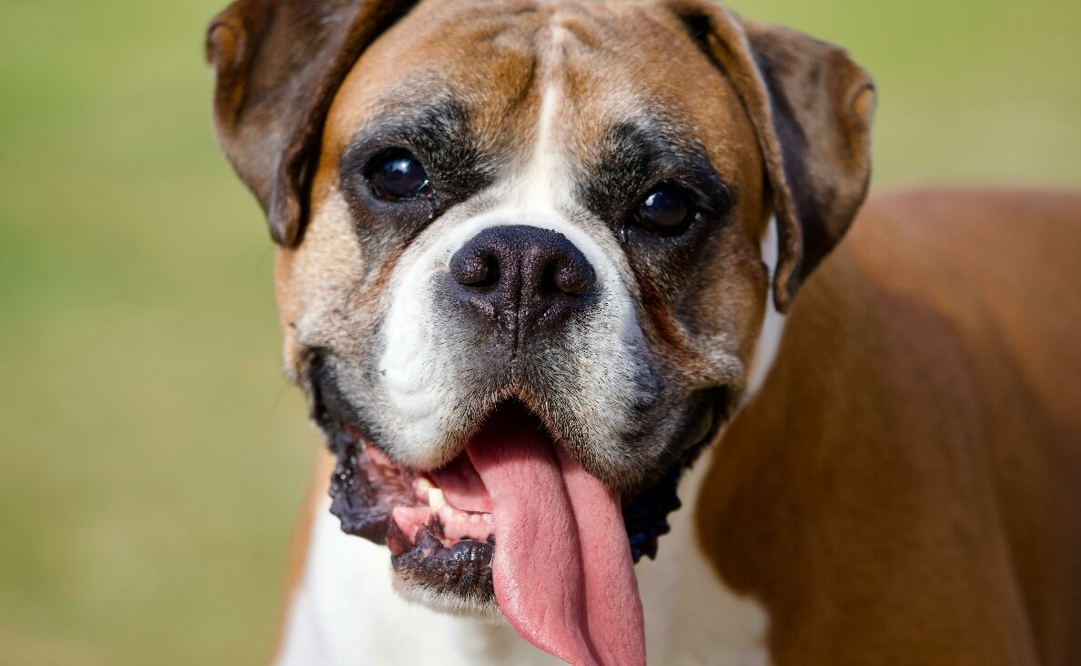 Why Is My Dog Panting So Much - boxer close up tongue hanging out of the mouth