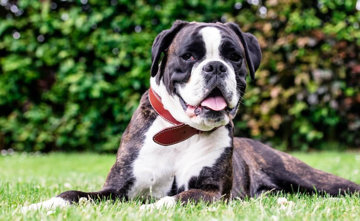 Why Is My Dog Panting So Much - boxer in yard
