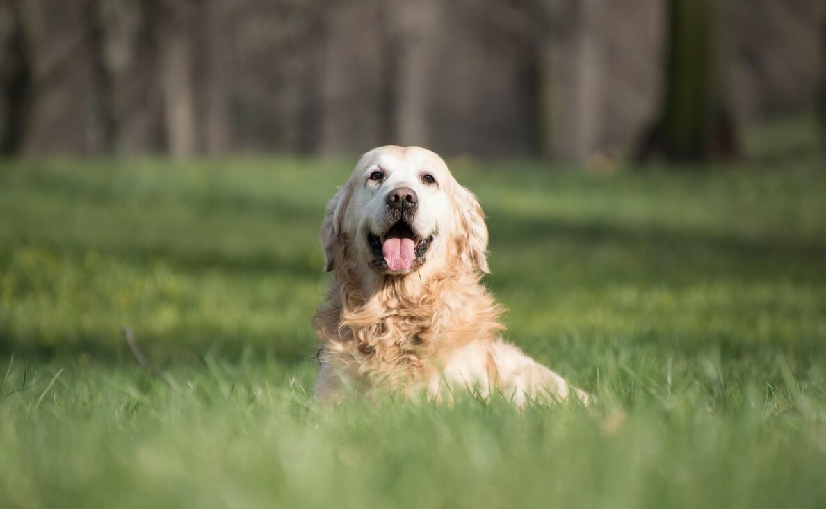 Why Is My Dog Panting So Much - golden retriever