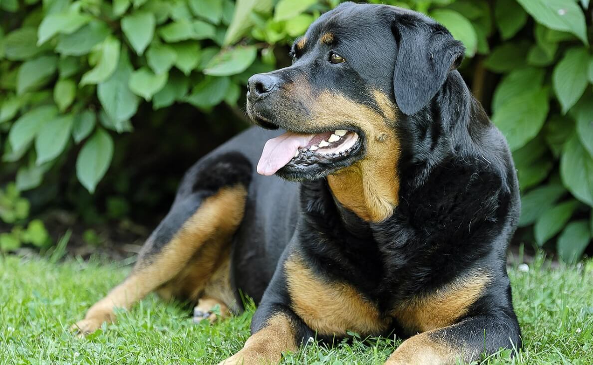 Why Is My Dog Panting So Much - rottweiler