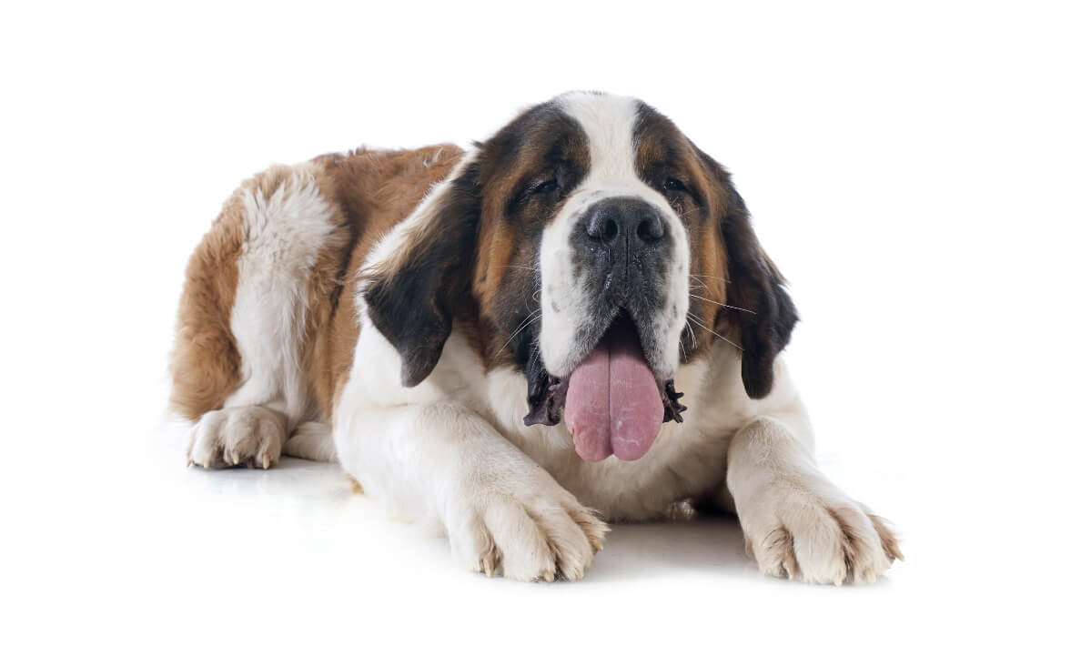 Why Is My Dog Panting So Much