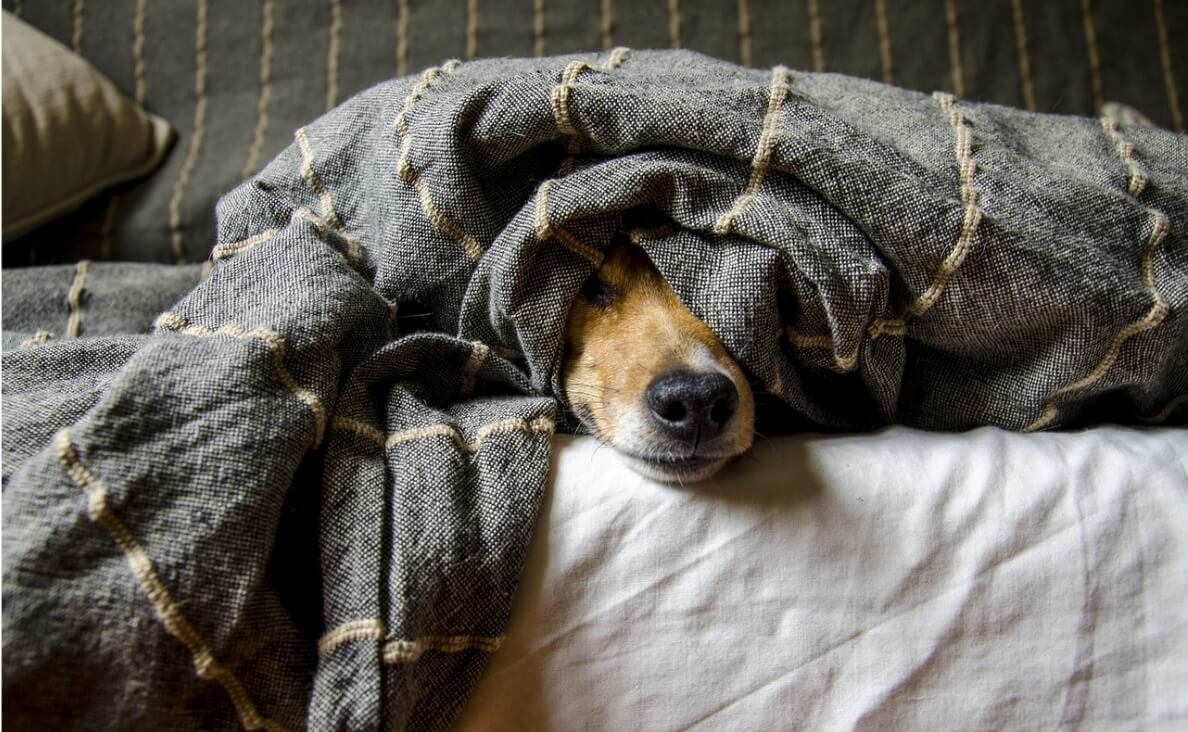 dog peeking from behind a blanket