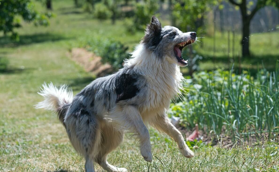 fearful dog barking dog