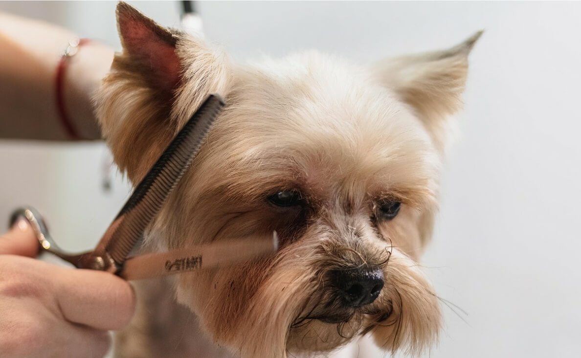 fearful dog grooming