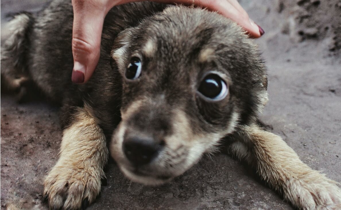 fearful dog scared puppies