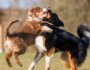 What to Do If Your Dog is Attacked and How to Prevent It