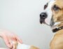 How to Handle Minor Dog Emergencies Safely at Home