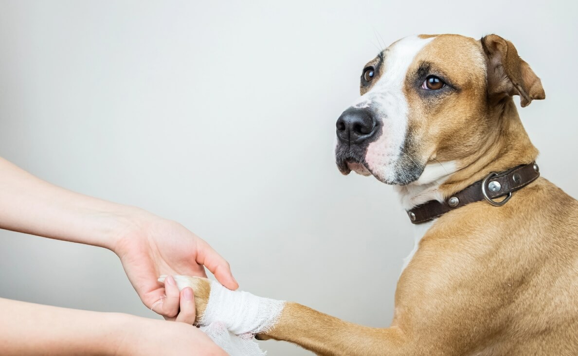 How to Handle Minor Dog Emergencies Safely at Home