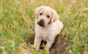 Photo inspiration: Visual Reference: Why Do Dogs Eat Dirt What It Means And When