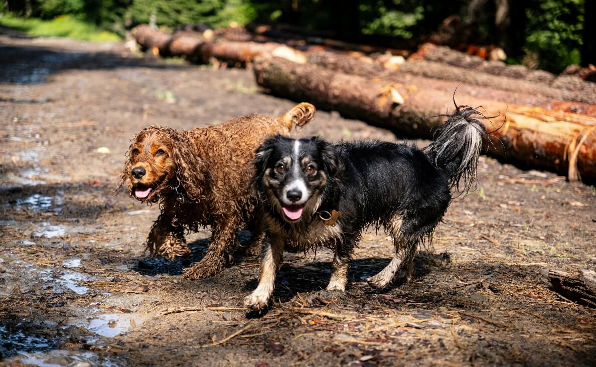 Two dogs playing in the mud