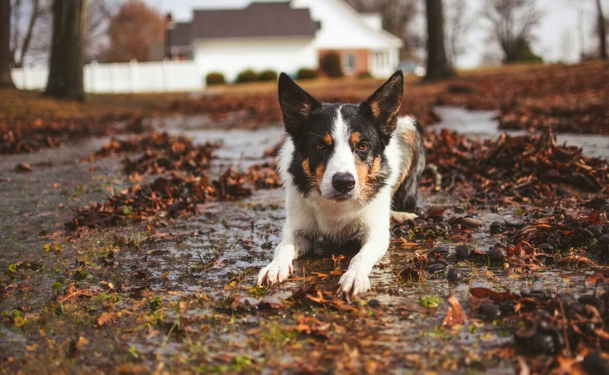 Why Do Dogs Eat Dirt, Leaves, and Sticks? What It Means and When to Worry