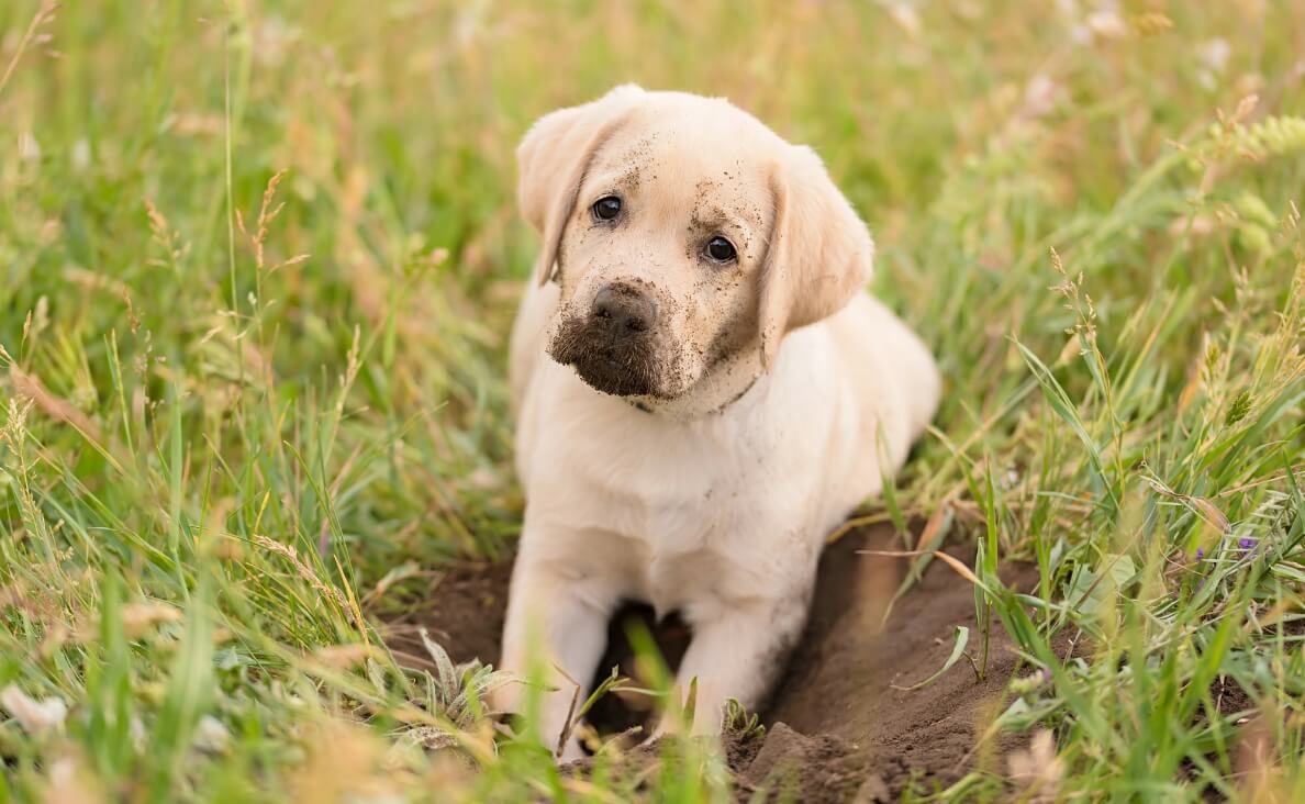 Why Do Dogs Eat Dirt, Leaves, and Sticks? What It Means and When to Worry