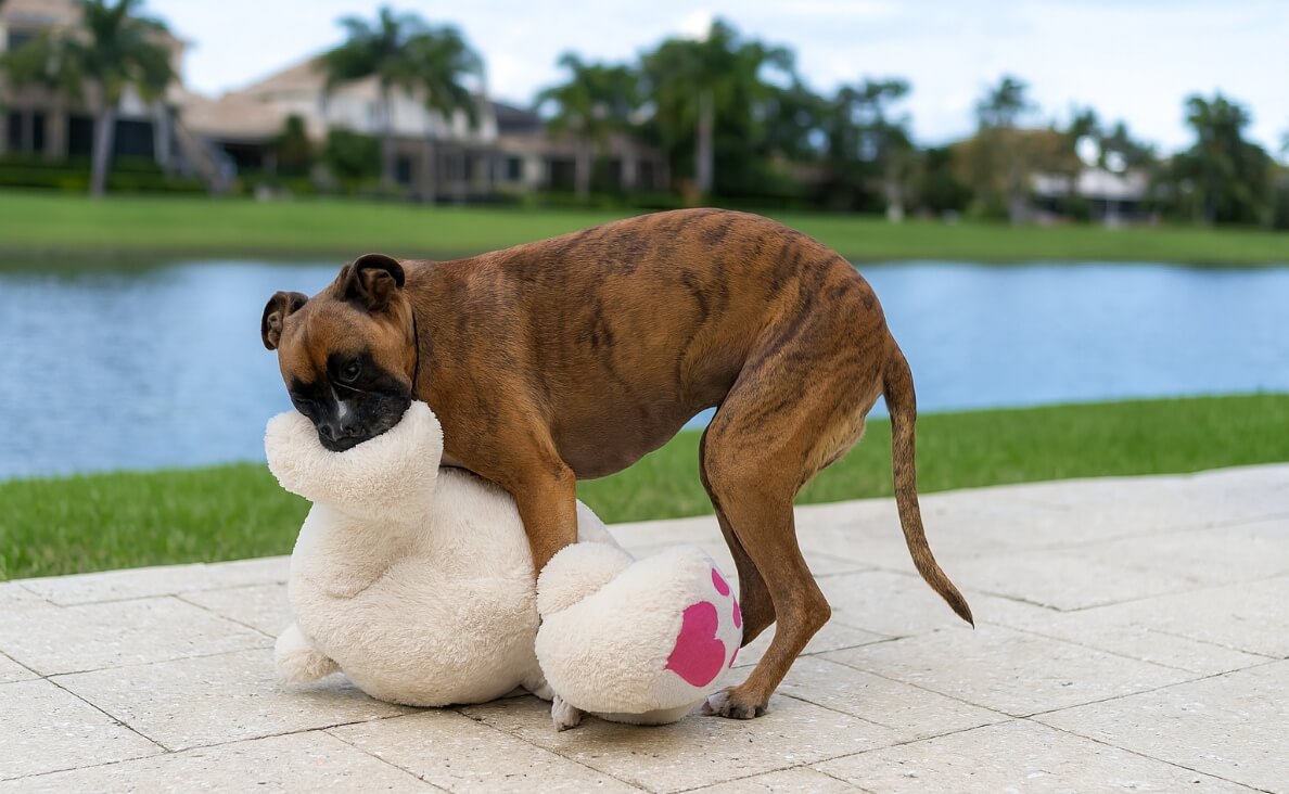 Why Do Dogs Hump - boxer dog humping plushie