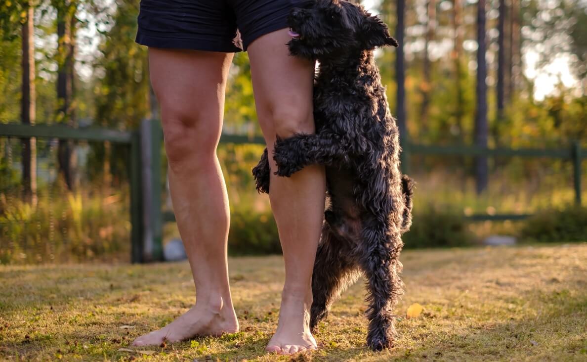 Why Do Dogs Hump - dog humping man's leg