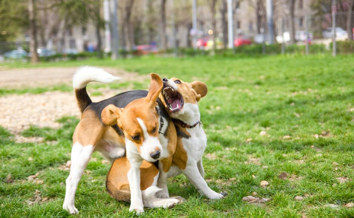 Why Do Dogs Hump - two beagle dogs playing in a park