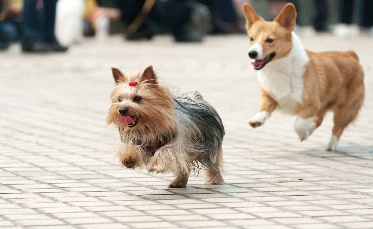 Why Do Dogs Hump? How to Stop This Embarrassing Habit