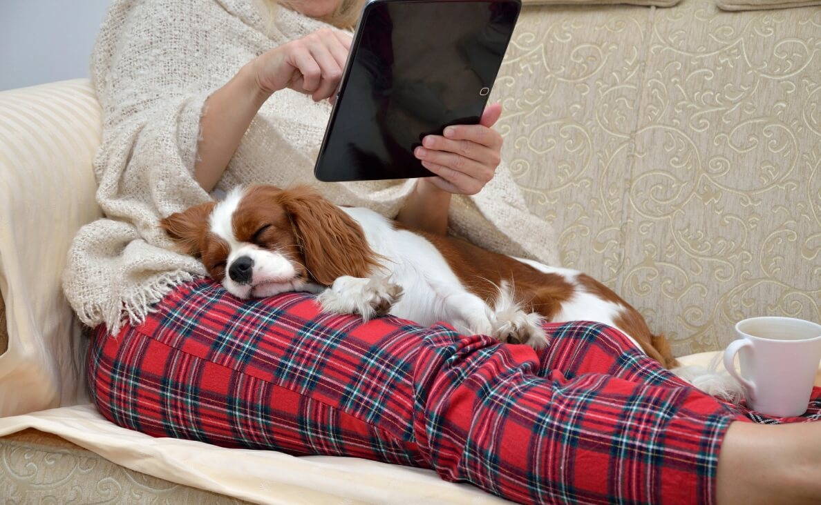 woman on tablet with Springer Spaniel reading on the couch