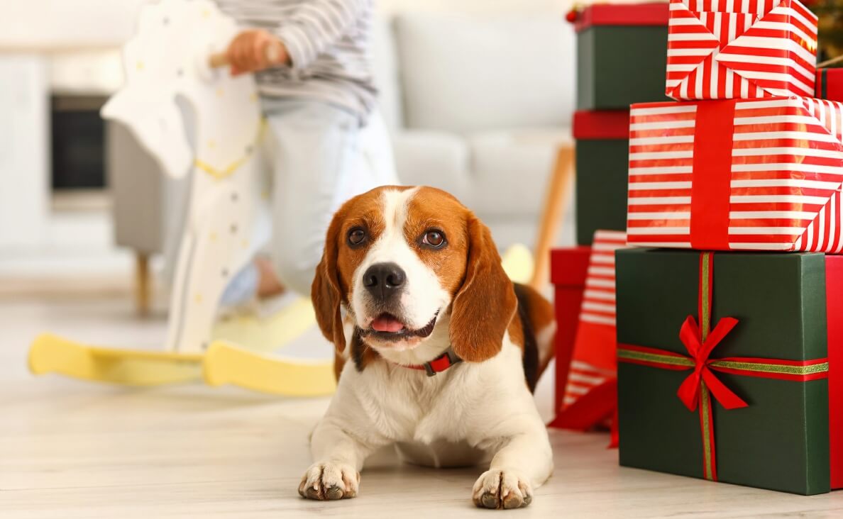 Best Dog Christmas Gifts: Holiday Toys, Treats, and More