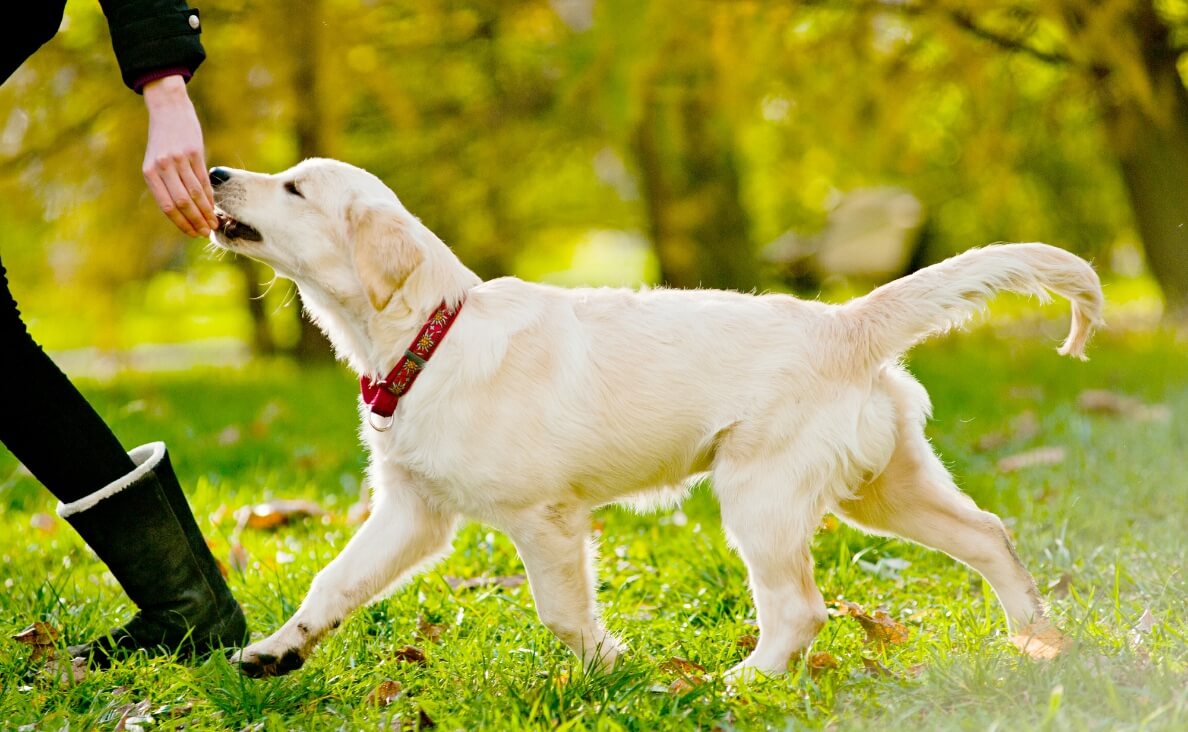 dog fitbit yellow lab