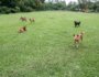 Are Electric Fences Safe for Dogs? Pros and Cons