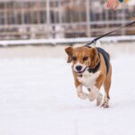 How to Exercise Your Dog When It’s Cold Outside