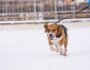 How to Exercise Your Dog When It’s Cold Outside