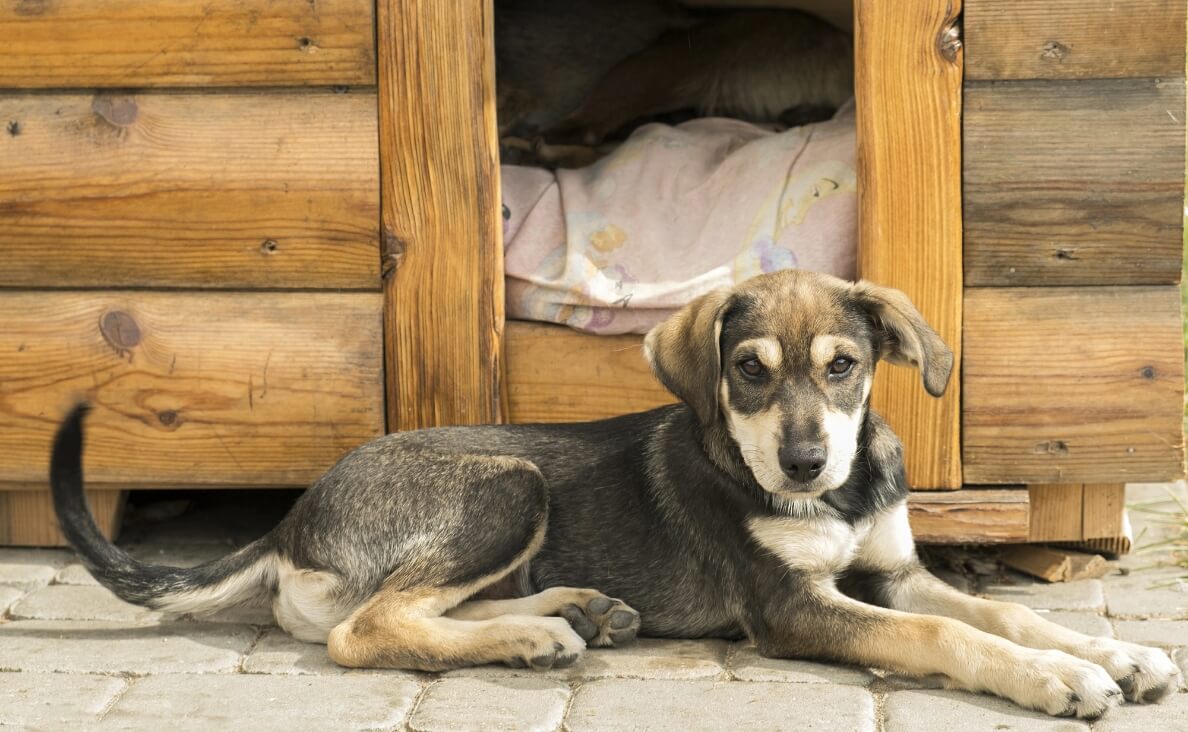 Outdoor Dog Houses - Aspin dog in front of dog house