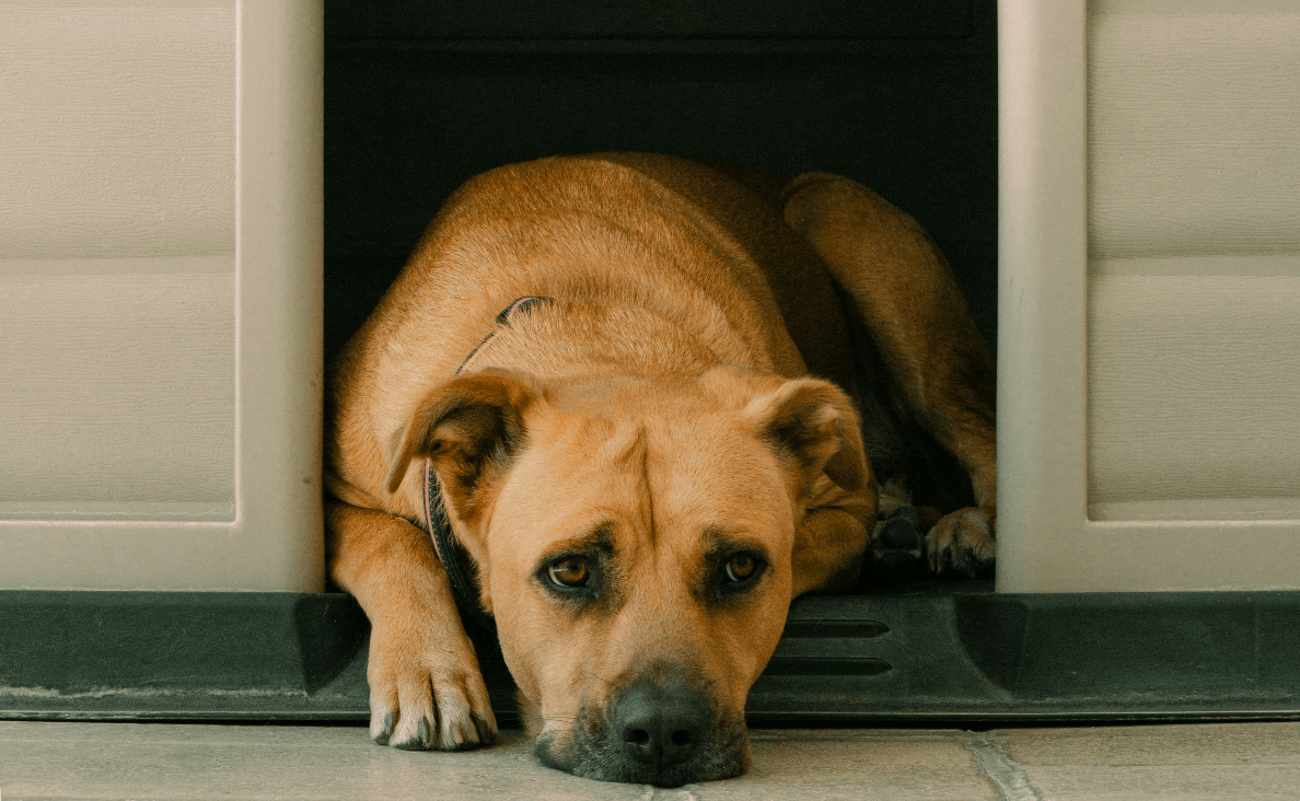 Outdoor Dog Houses - Ca de Bou in a dog house