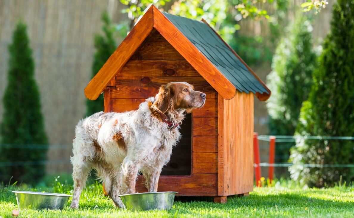 Outdoor Dog Houses - English Setter in front of dog house