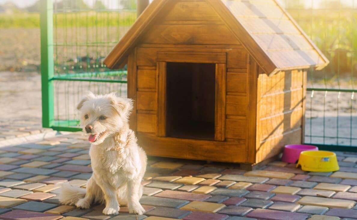 Outdoor Dog Houses - Maltese dog in front of dog house