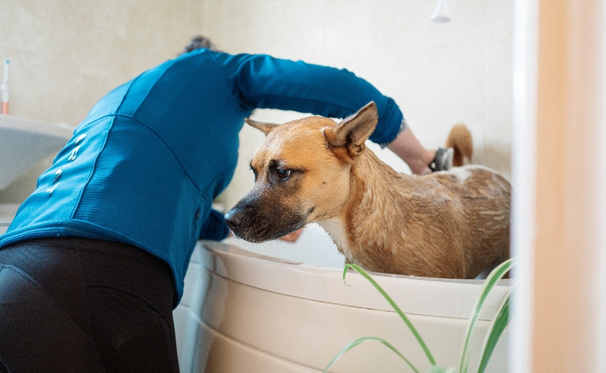 best dog shower attachments - Aspin dog getting a shower