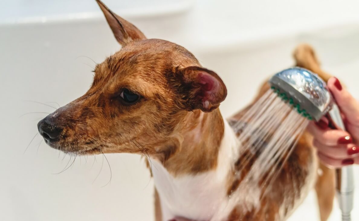 best dog shower attachments - Italian Greyhound mix getting a shower