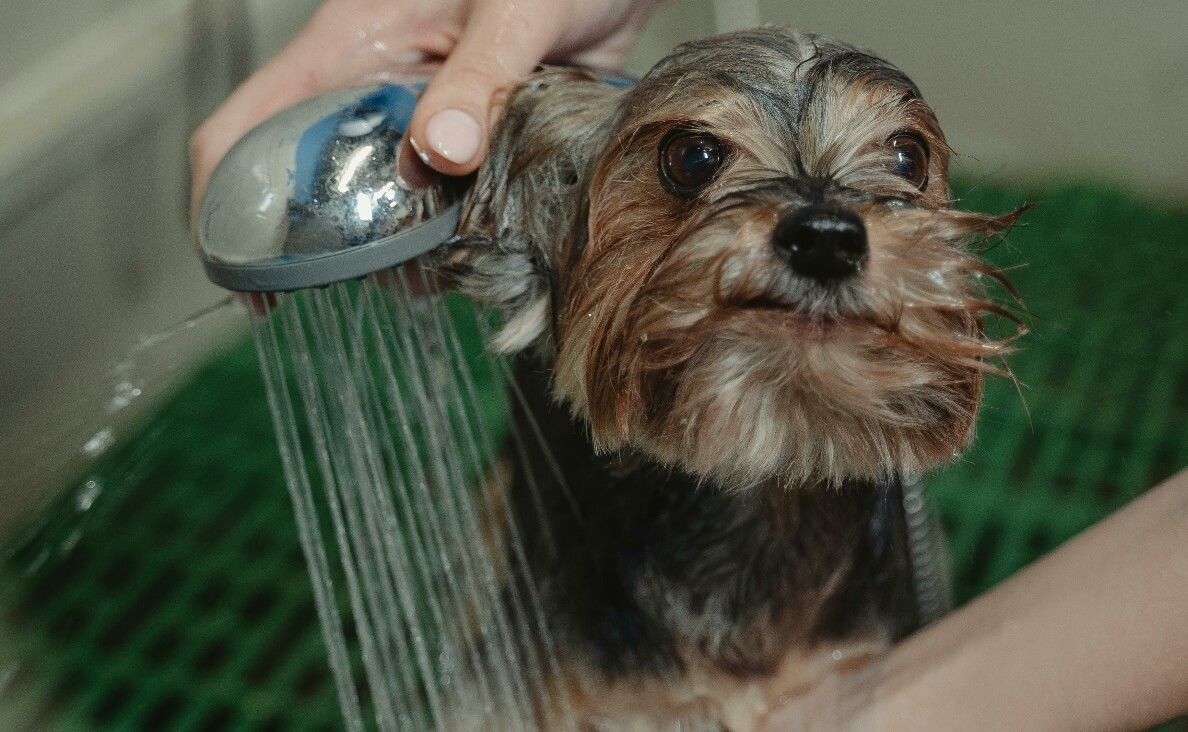 best dog shower attachments - Yorkshire Terrier getting a shower with green bath mat