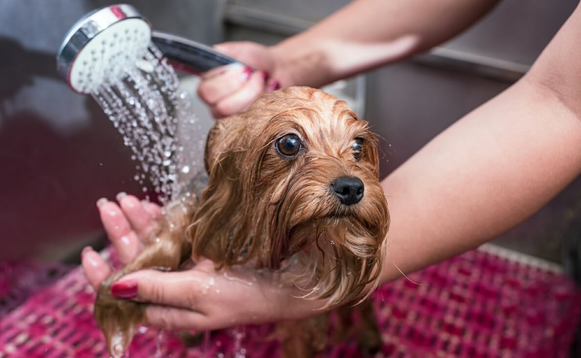 best dog shower attachments - Yorkshire Terrier getting a shower