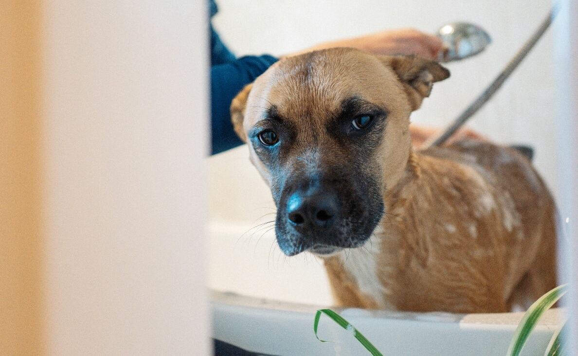 best dog shower attachments - boxer mix getting a shower