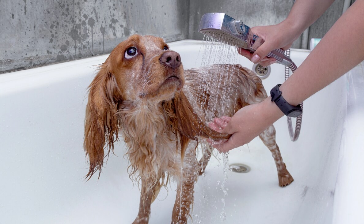 best dog shower attachments - long haired small brown dog getting a shower