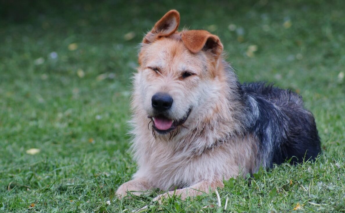 electric fences - armant dog in yard