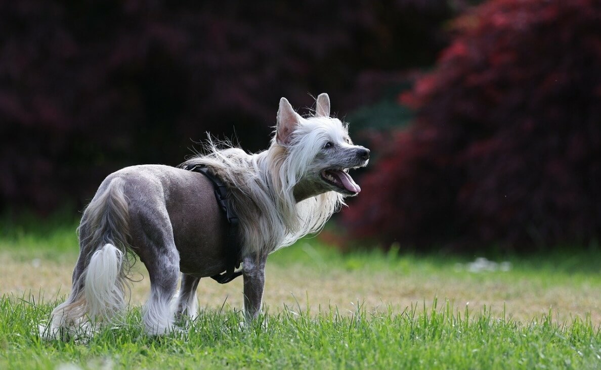 electric fences - chinese crested dog