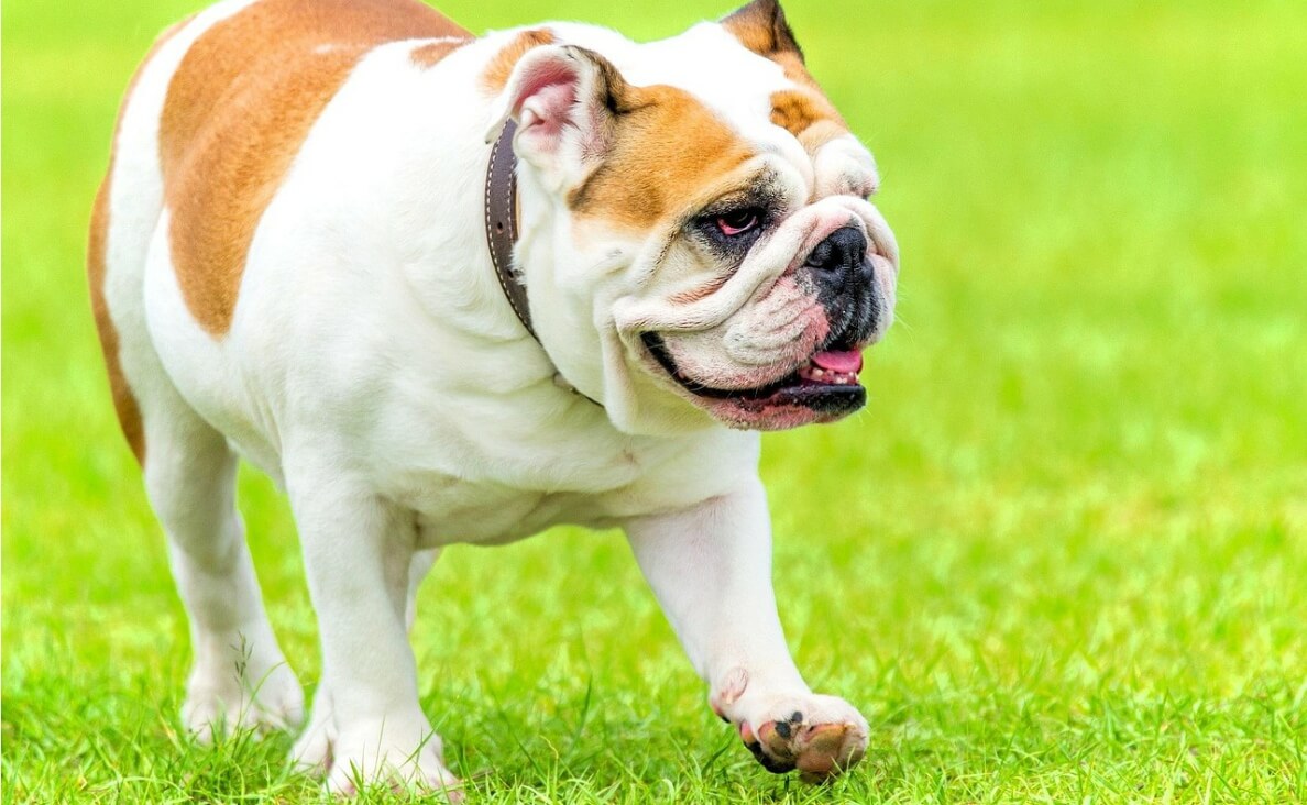 electric fences - english bulldog in yard