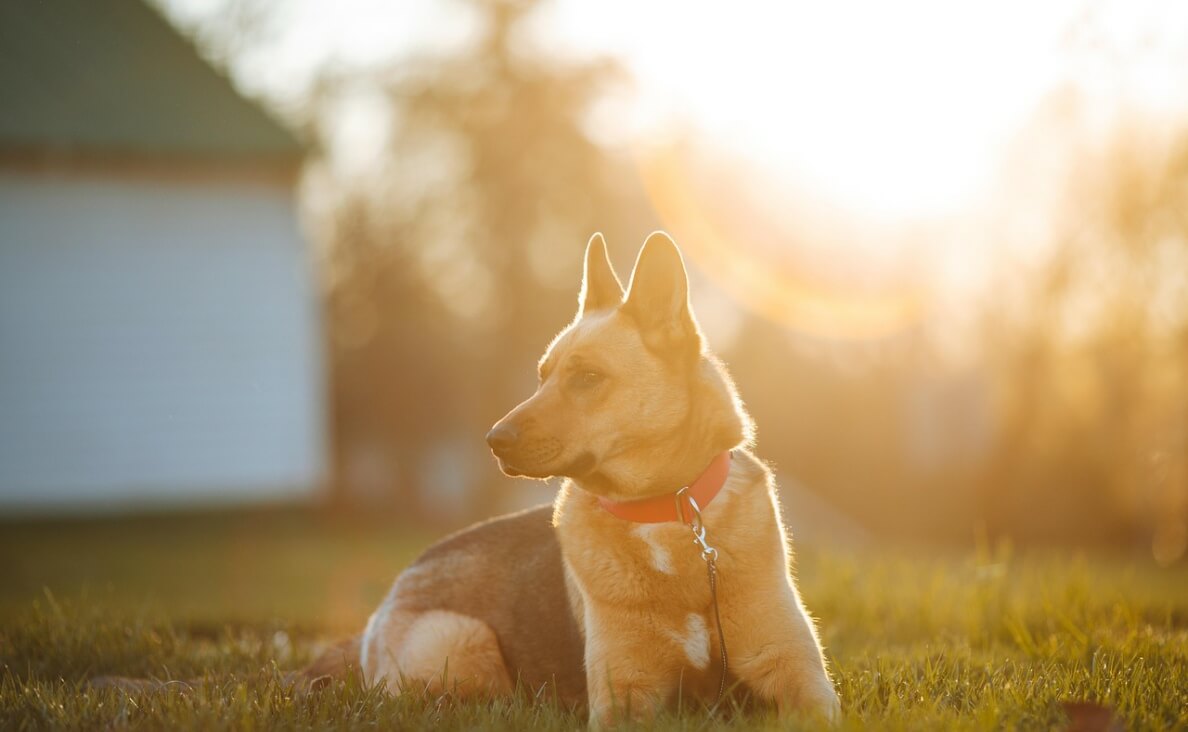 electric fences - german shepherd chained in yard at sunset